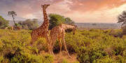 Sandies Malindi Dream Garden